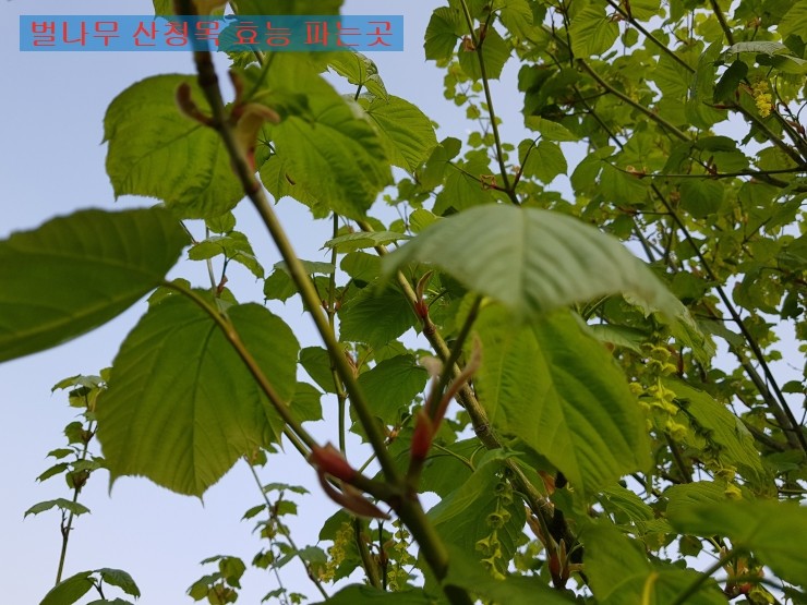 벌나무의 효능, 산청목을 파는 곳을 함께 살펴볼까요? 2