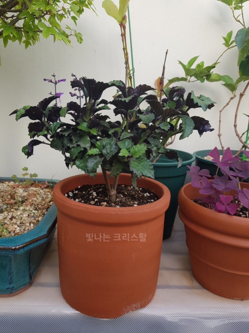 해피블루 키우기