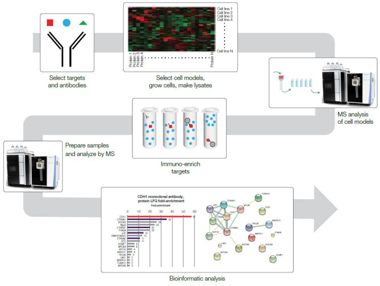  [Antibody validation] 2탄 - Immunoprecipitation / Mass spectrometry(IP-MS) Validation