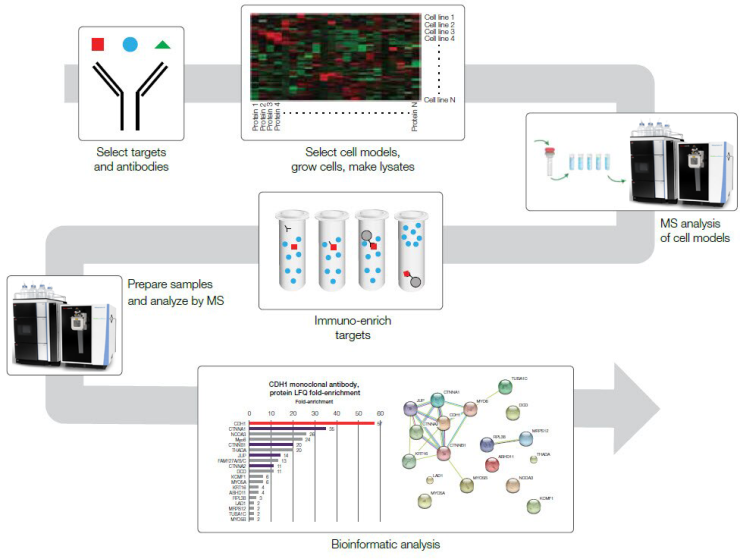 [Antibody validation] 2탄 - Immunoprecipitation / Mass spectrometry(IP-MS) Validation