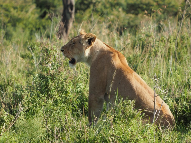 [아프리카 케냐 사파리 여행] #6 야생 동물을 찾아라! 마사이마라 게임 드라이브 (1)