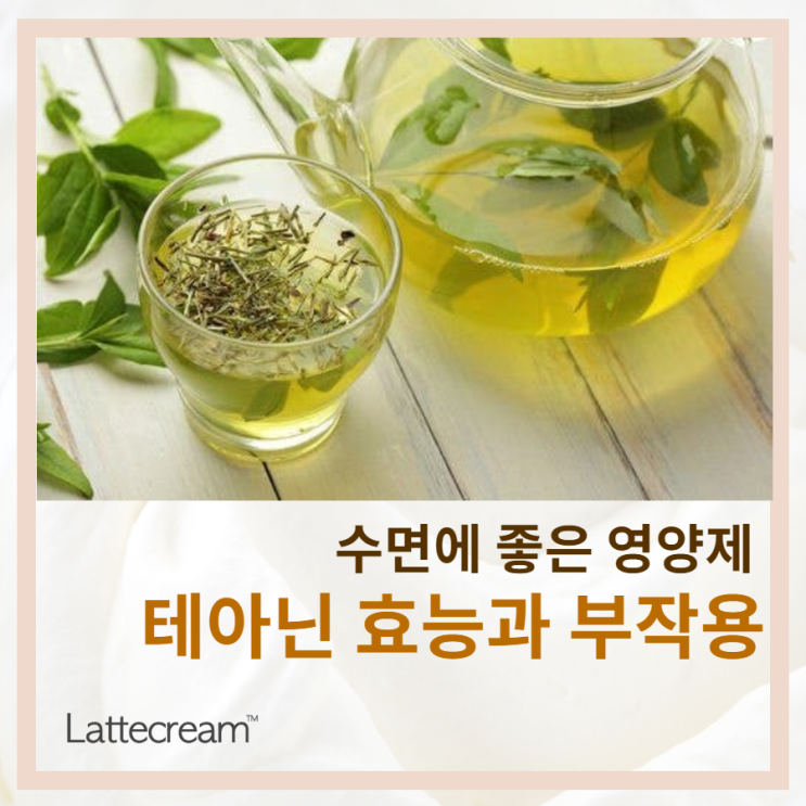  테아닌영양제, 이젠 필수? [테아닌효능과 부작용]을 알아보자