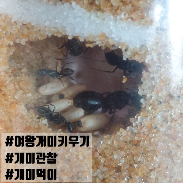  여왕개미 키우기 세트 사육장 관찰 먹이 앤트빌