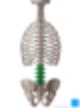 요추(Lumbar Vertebrae)의 개요 및 해부학적 구조 : 네이버 블로그