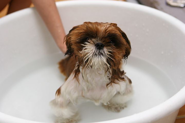 강아지 목욕주기