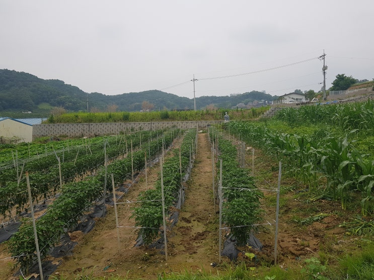  아산전원주택 매곡리 택지분양  041-579-7788