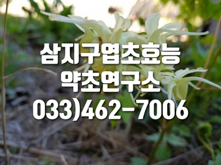  삼지구엽초 효능