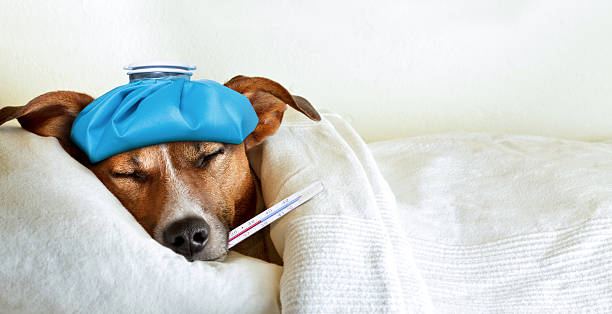 강아지 감기 증상 및 관리법