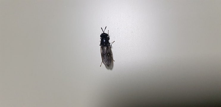  인터넷상의 동애등에 생산 업체 및 농가 정리(feat. 성주군 동애등에 생산 스타빌리지)