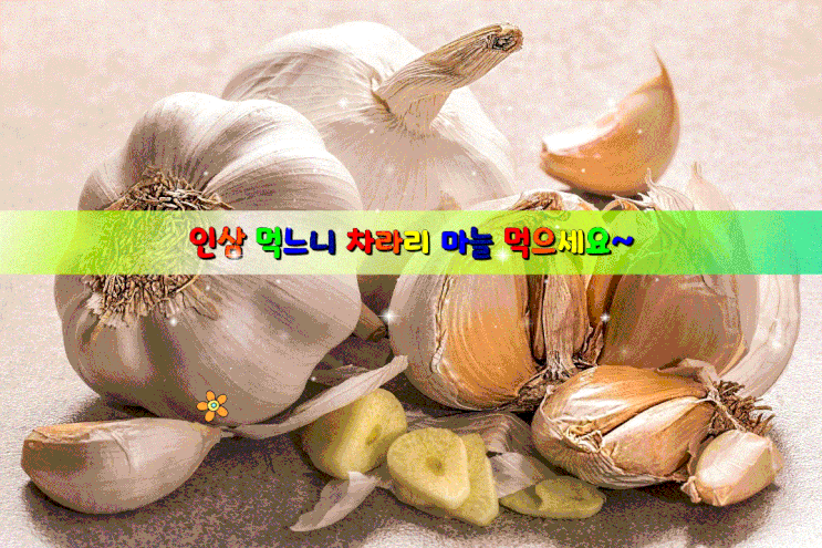 인삼 먹느니 차라리 마늘 먹으세요~ 인삼 먹느니 차라리 마늘 먹으세요~