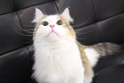이곳은 펫호텔인가? 펫사진관인가? 이곳은 펫호텔인가? 펫사진관인가?