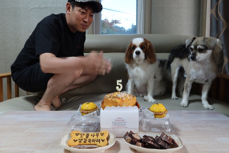  강아지 케익 생일파티 하기 해피팡팡 로키압지 선물