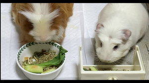 [ASMR] Guinea Pig eating sound Animal Meal Time/기니피그 먹방 리얼 사운드
