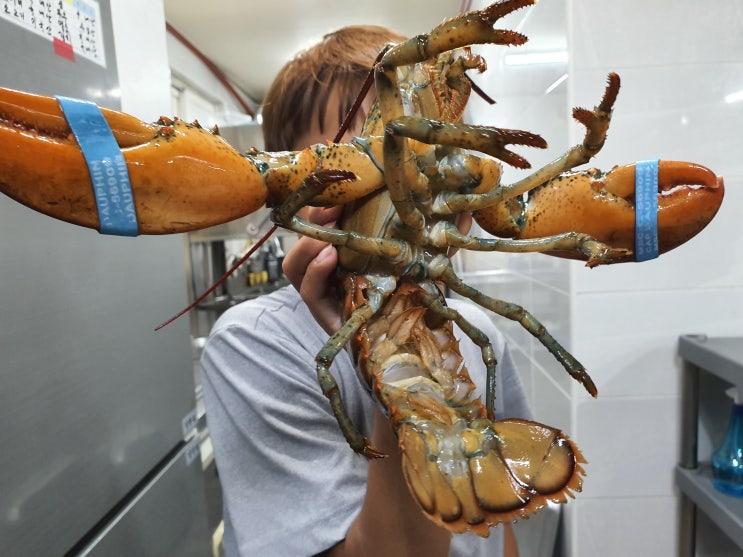  롯데마트랍스터 해감하고 손질