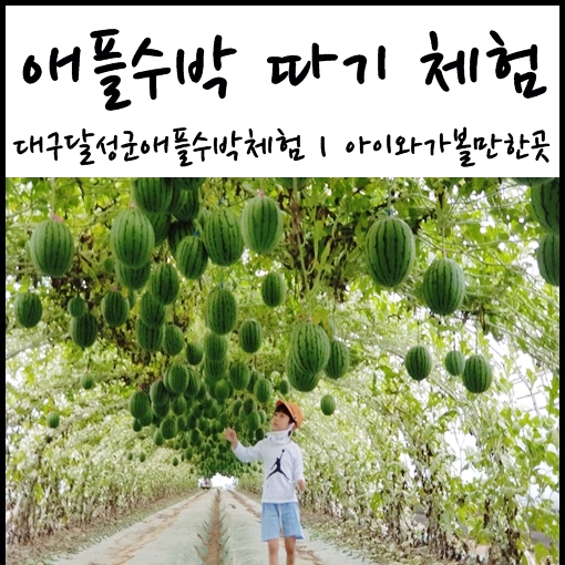  대구 달성군 애플수박 체험 :: 부흥농원 : 대구 아이와 가볼만한 곳