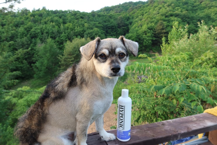  강원도 평창 1박2일 애견동반여행 강단풍나무