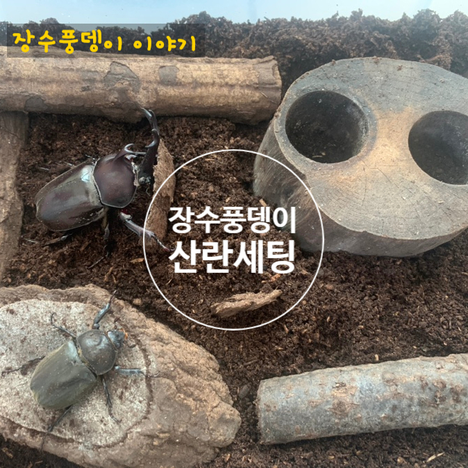  장수풍뎅이 유충 3령 애벌레 우화에 따른 산란 세팅, 다산 기원