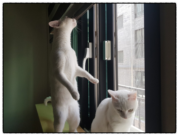 윈도캣 창문 캣워커(캣워크) 캣선반 고양이선반 후기