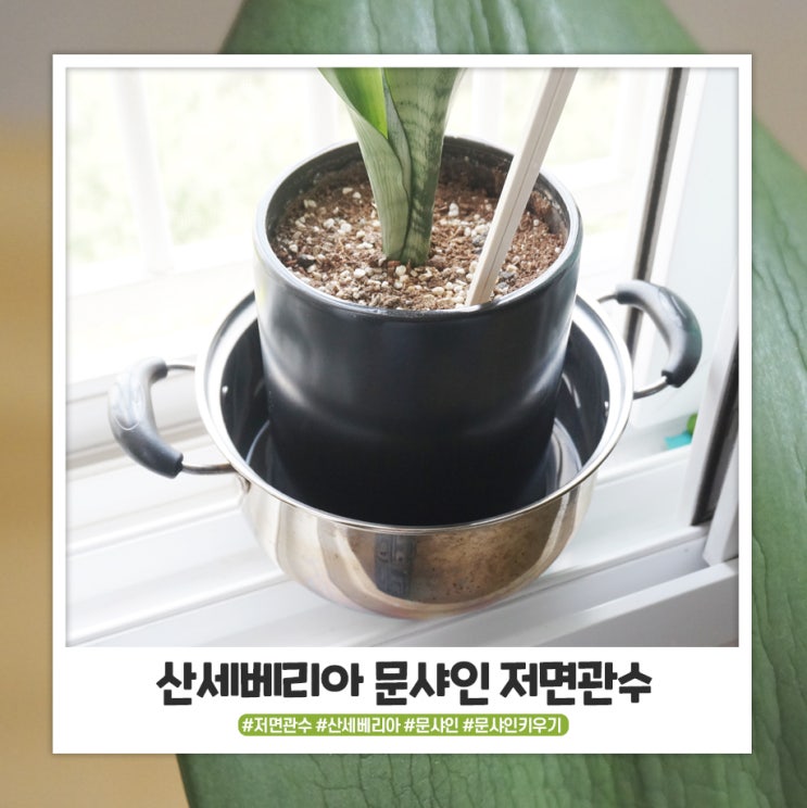 산세베리아 문샤인 저면관수로 살렸어요 ㅠㅠ 산세베리아 문샤인 저면관수로 살렸어요 ㅠㅠ