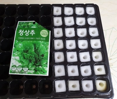  플라스틱 생수병으로 수경재배 만들어 보기