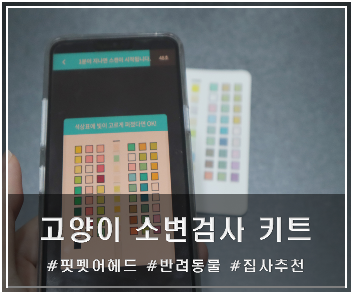  핏펫어헤드 고양이 소변검사 키트 내 돈주고 사용한 솔직후기 !