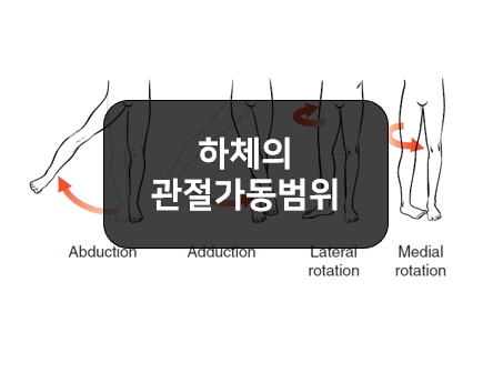 하체의 관절가동범위(ROM, Range of Motion) - 엉덩관절(고관절), 무릎, 발목, 발