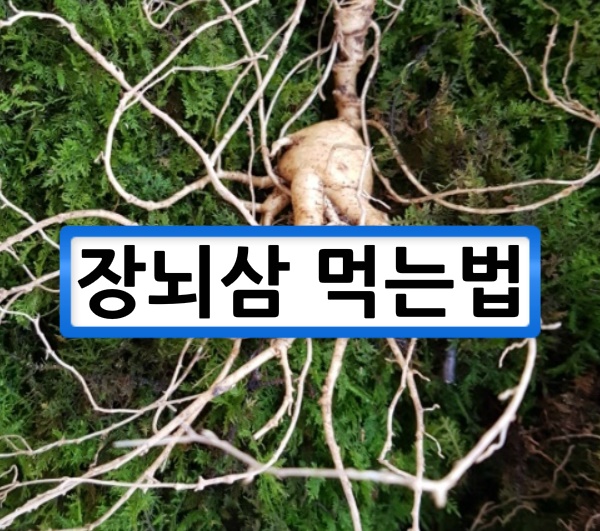  장뇌삼먹는법 알아봅니다.