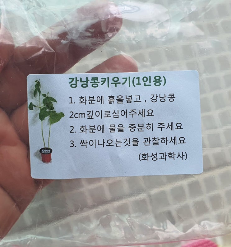  초4 아들의 관찰일기 강낭콩 심기