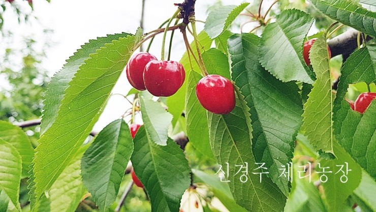  신경주 체리농장 소개해주는 체리소년 후니방송의 케니 [국내산 체리]