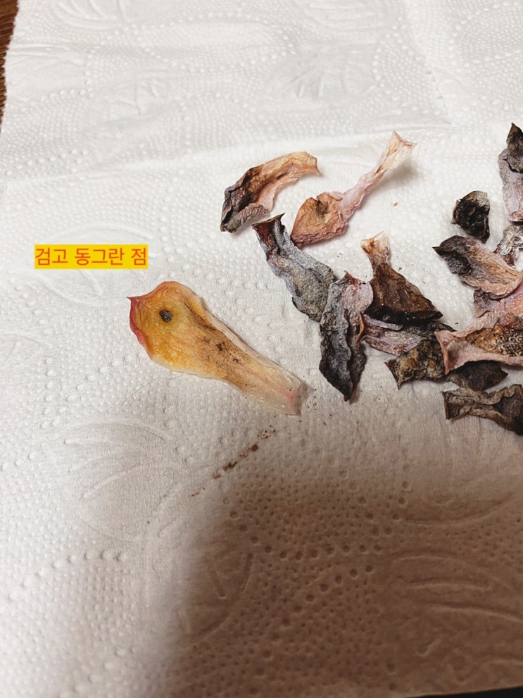  다육식물의 검은점 탄저병, 응애, 농약