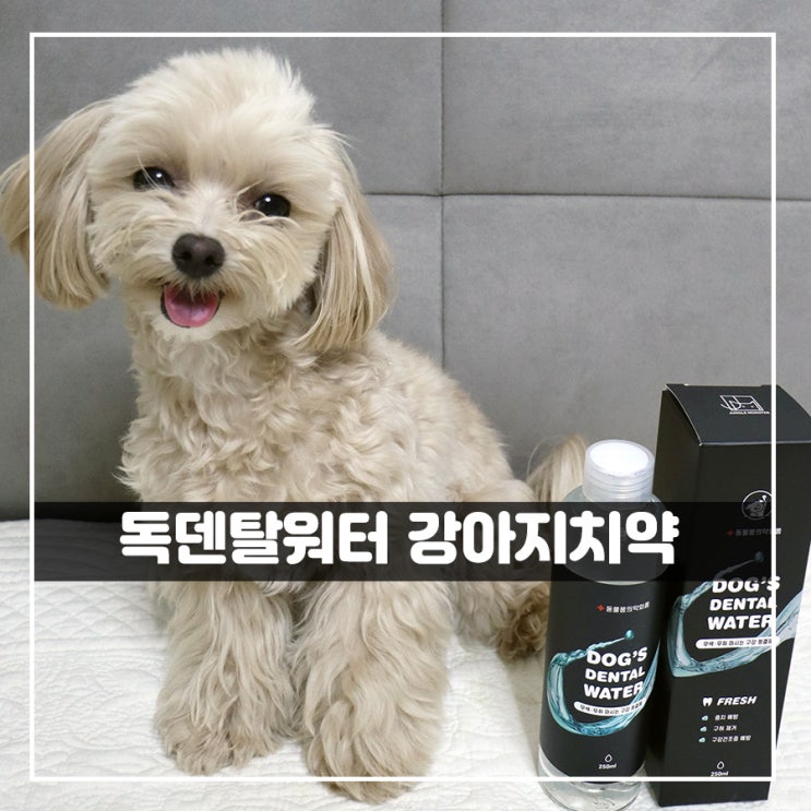  강아지입냄새 독덴탈워터 관리해보자