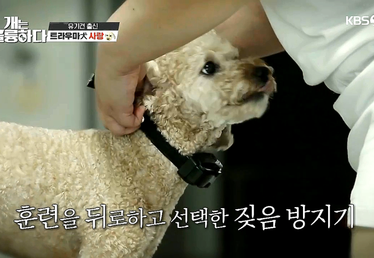 개는 훌륭하다 사랑이 - 강아지 짖음방지기 전기충격 개훌륭 개는 훌륭하다 사랑이 - 강아지 짖음방지기 전기충격 개훌륭