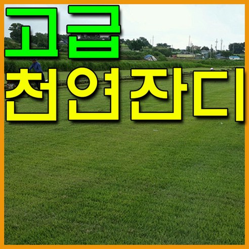  [잔디] 찾고계신가요? 이건 어떠세요^^?