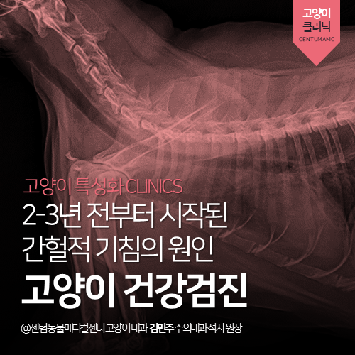  [고양이전문진료] 고양이 천식 (간헐적 기침, 건강검진)