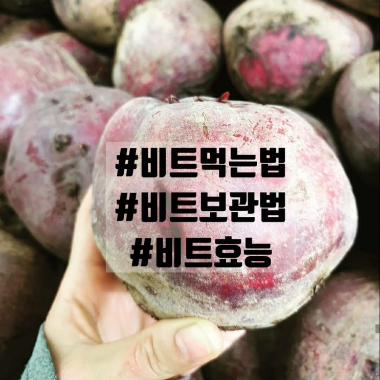  비트 보관방법 손질 부작용 먹는법 과 효능