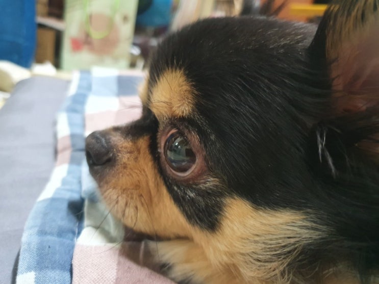  댕댕이필수품 샤워기와 이어클리너 사주려해요!