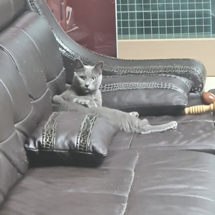  6월16일 고양이 일상