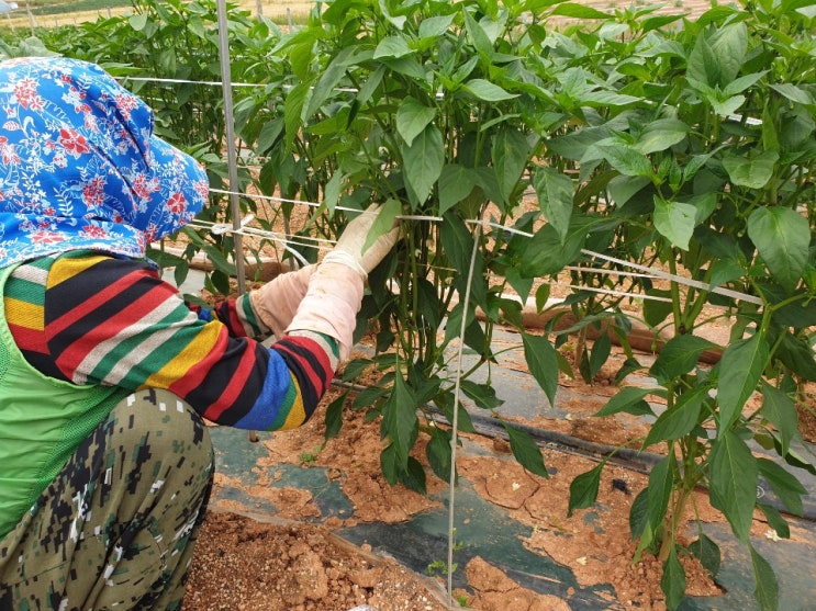  고추농사 비닐 걷어주기