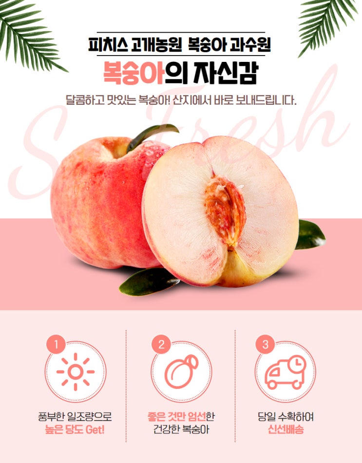  [세종 조치원 복숭아 과수원 - 고개농원] 달콤하고 맛있는 복숭아! 산지에서 바로 보내드립니다.