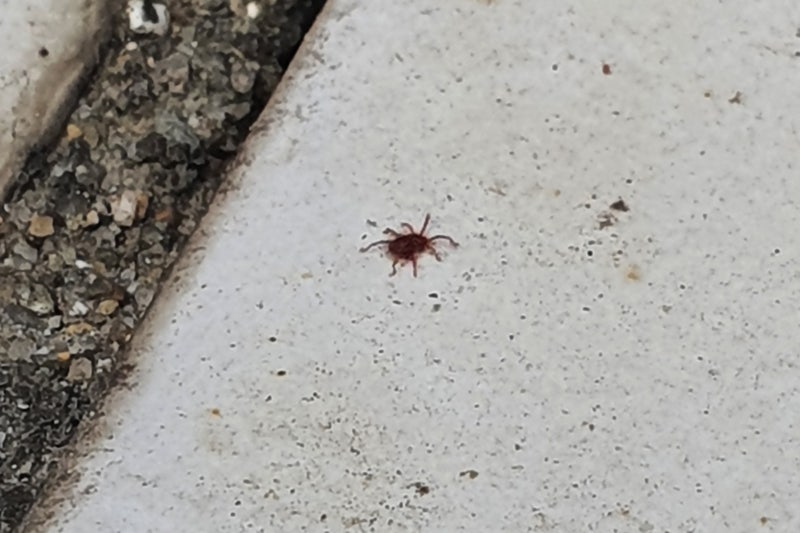 빨간진드기 : 빨간색 다카라다니 알레르기? 제거?