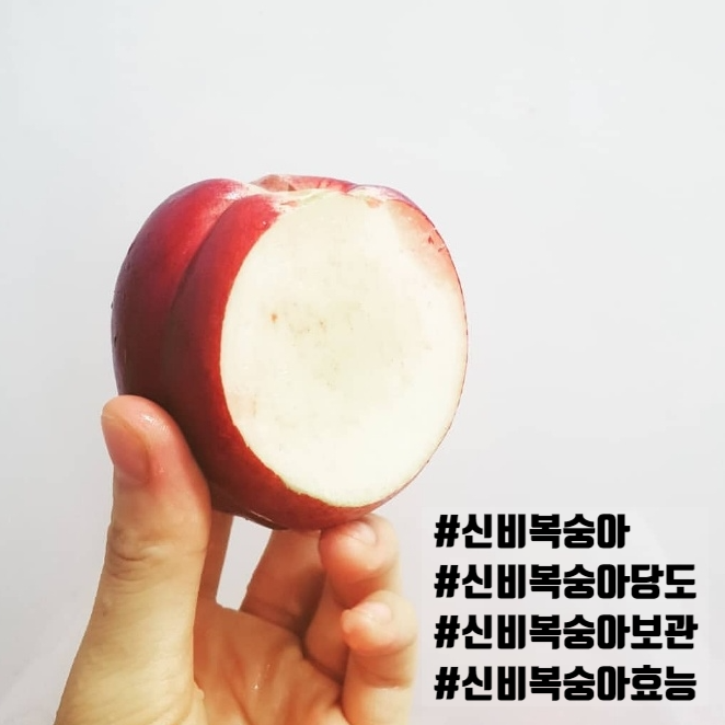 신비복숭아 보관 칼로리 효능 당도