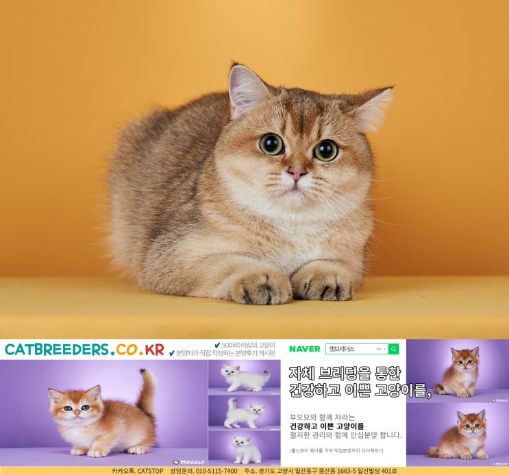  브리숏 소식을 담아드리는 의정부고양이분양!