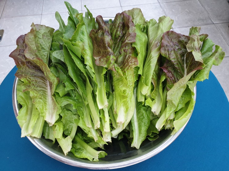 텃밭에서 키운 쌈야채 텃밭에서 키운 쌈야채
