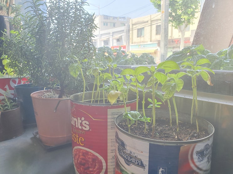  서대문구 명지대 맛집 207파스타 포장 배달까지 가능해?