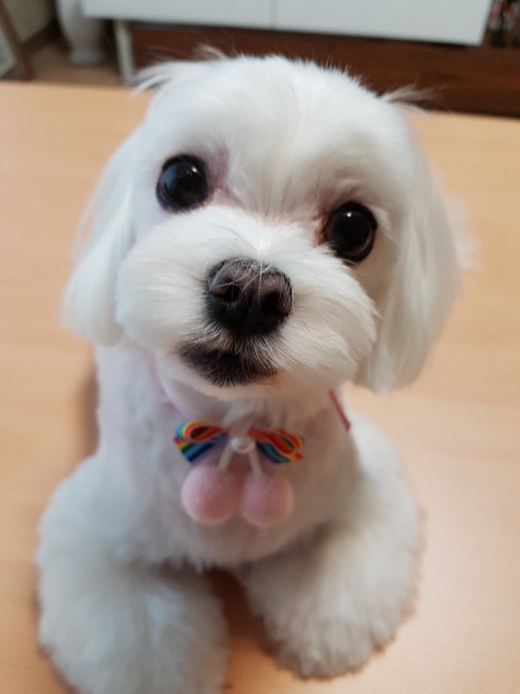  사랑스러운 반려견 : 콩이