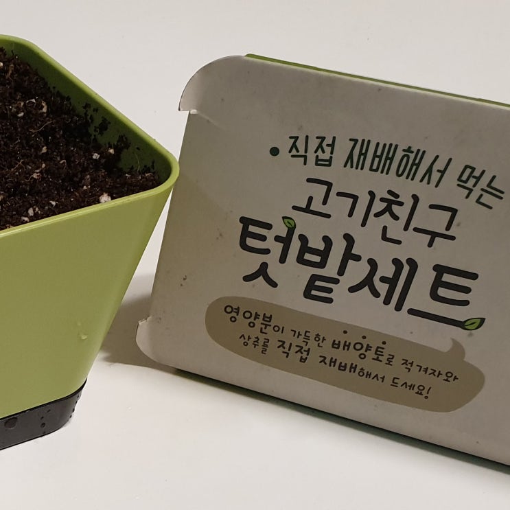  다이소 고기친구 텃밭세트(적겨자/상추)키우기 1개월 후기(+재배후기)