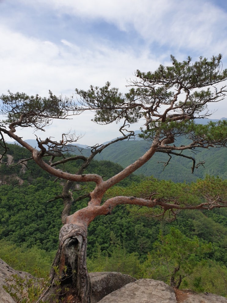 100대명산-42, 소나무가 멋진 도락산 최단 코스 등산(월악산 국립공원, 내궁기 마을~도락산~신선봉~원점)