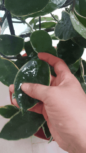  관리가 쉬운 관엽식물  호야키우기, 호야관리법:)
