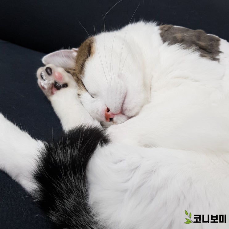 코니보미 일상 0617 코니보미 일상 0617