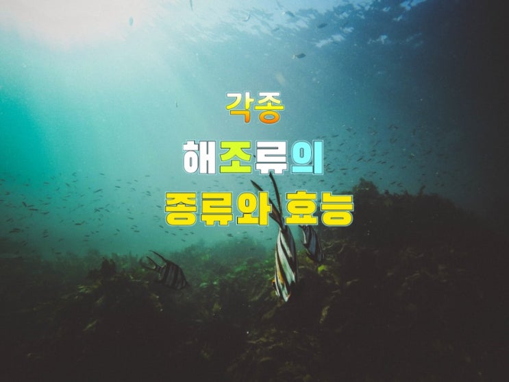 전립선 건강에 좋은 해조류의 종류와 효능을 알아볼까요! 전립선 건강에 좋은 해조류의 종류와 효능을 알아볼까요!